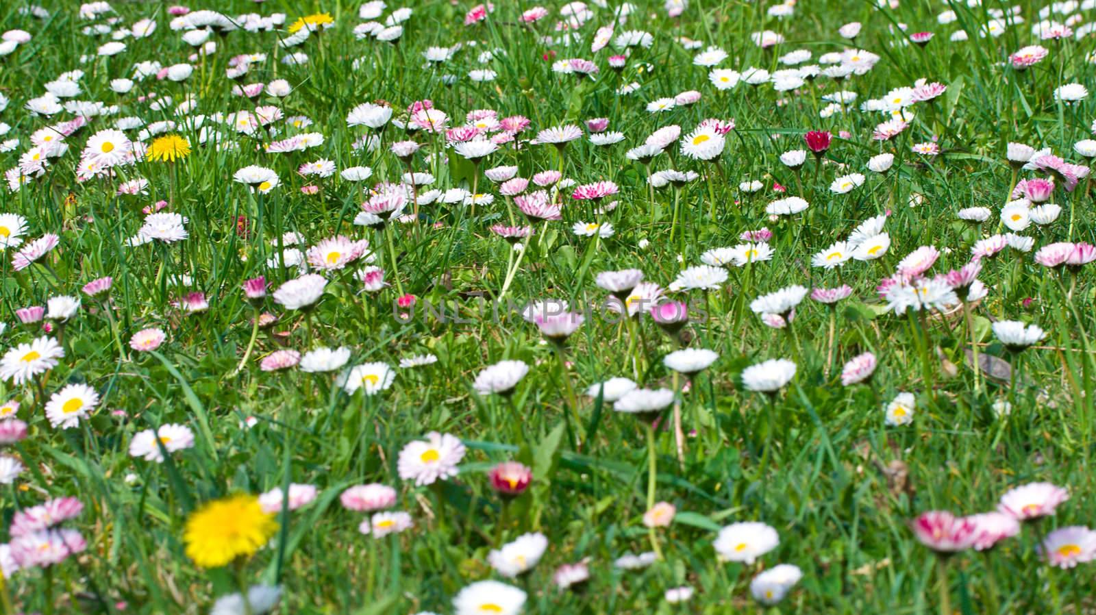 daisies meadow on green grass background