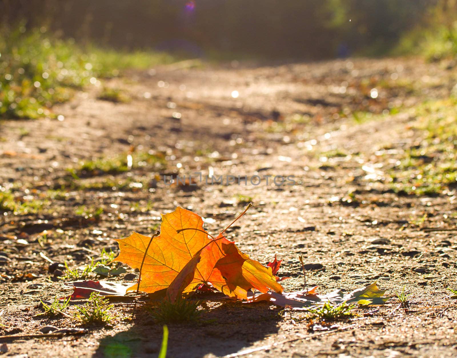 close-up fallen maple leafs at dawn