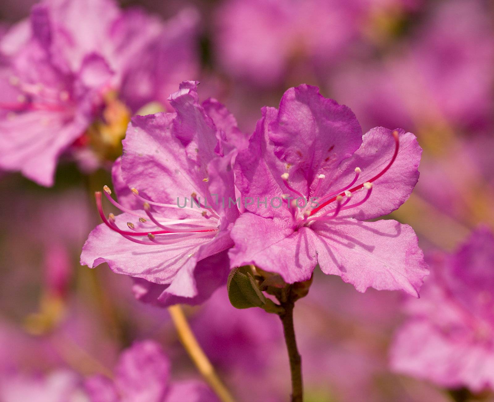 close-up flowers of pink rhododendron