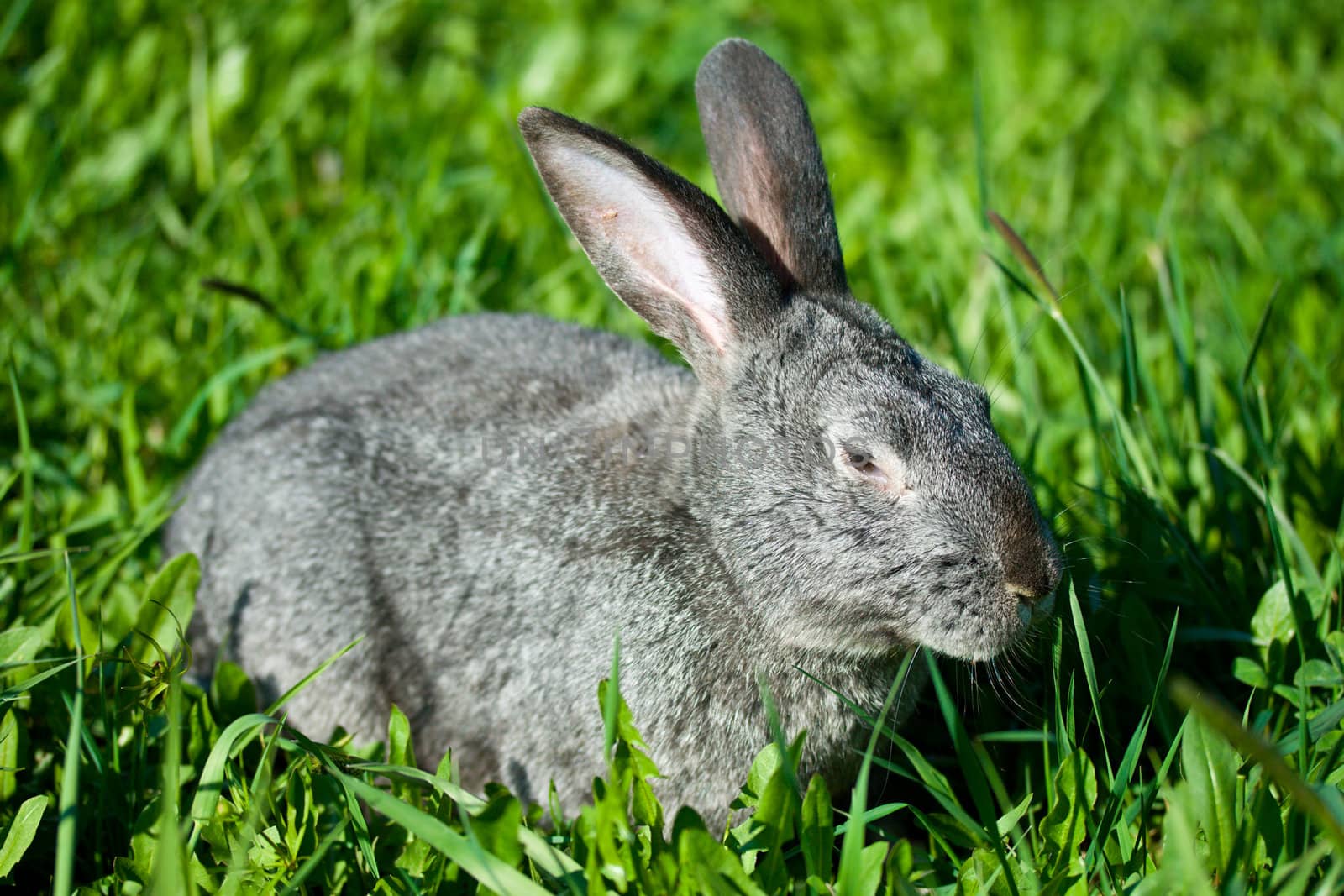 gray rabbit in grass by Alekcey