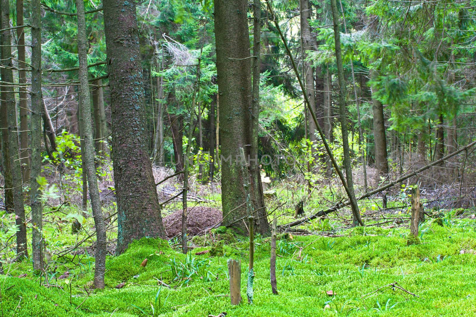 summer green forest