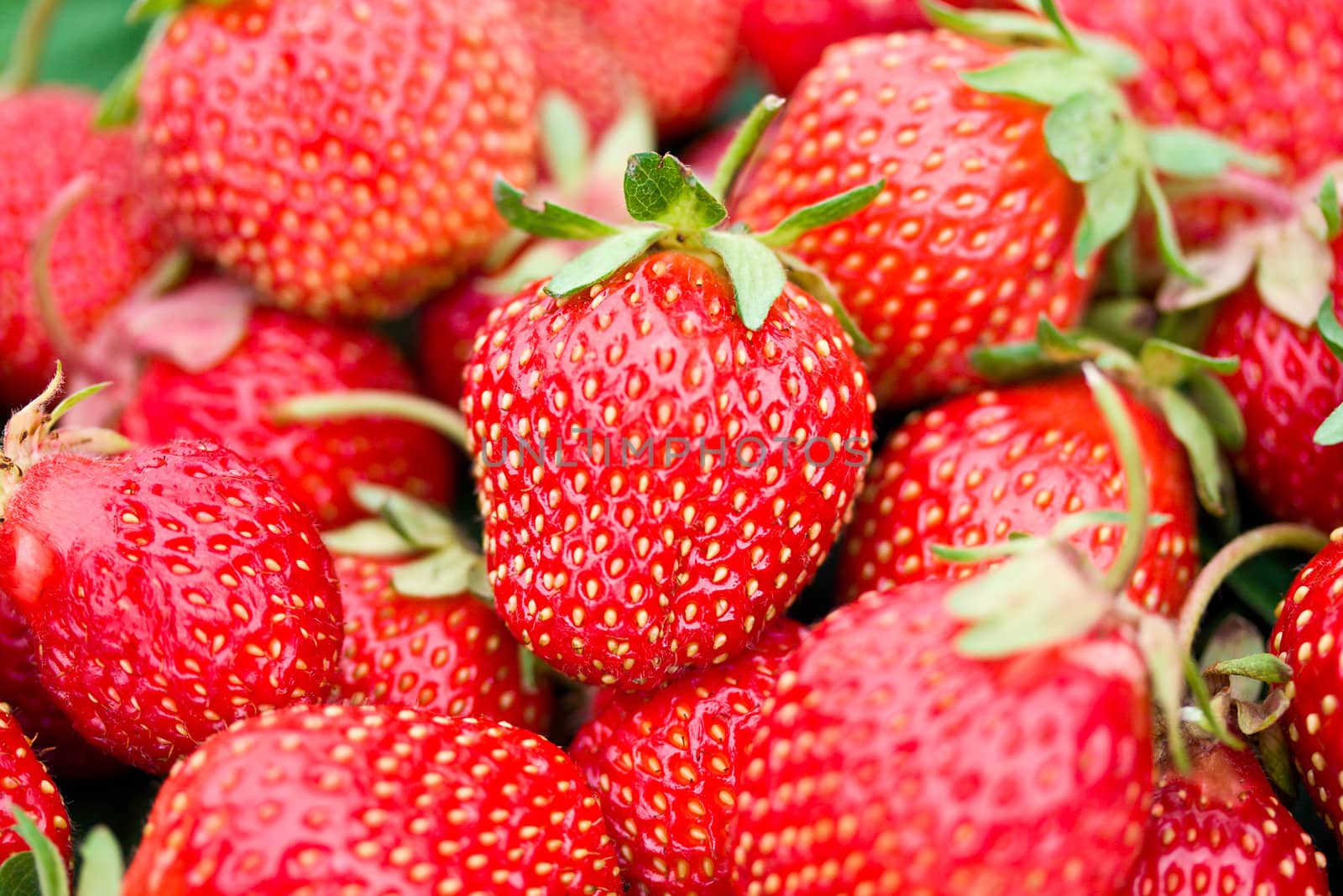 heap of many ripe strawberries, selective focus