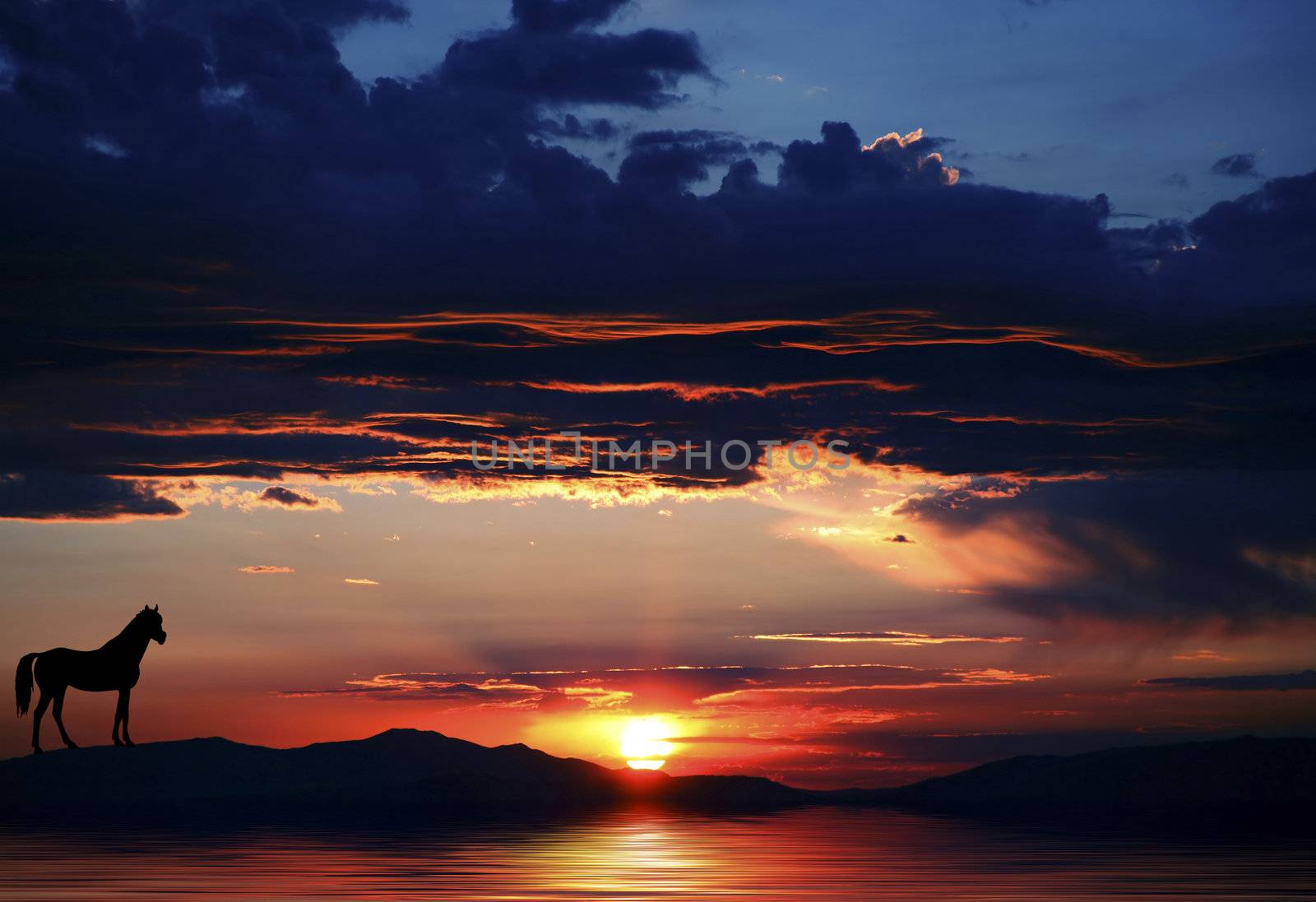 Silhouette of a horse next to a lake at either sunrise or sunset at Lake Tahoe in both Nevada and California