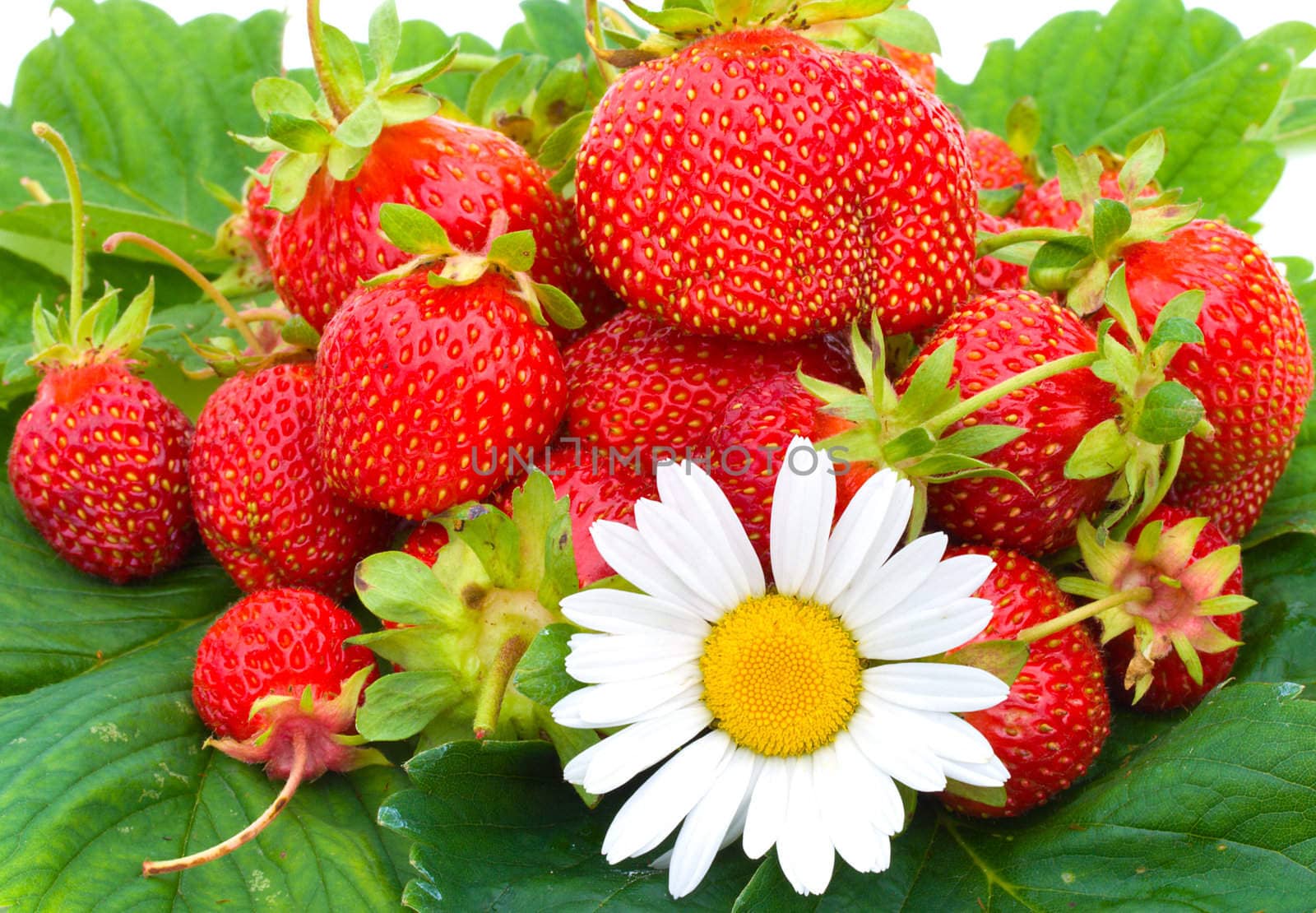 close-up many ripe strawberries and chamomile on green leafs