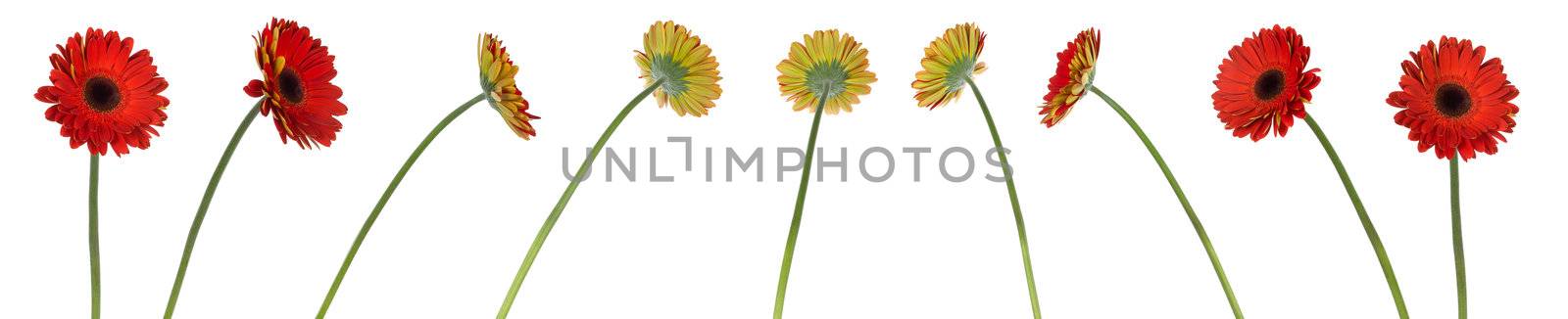 nine red gerbera flowers in different positions, isolated on white