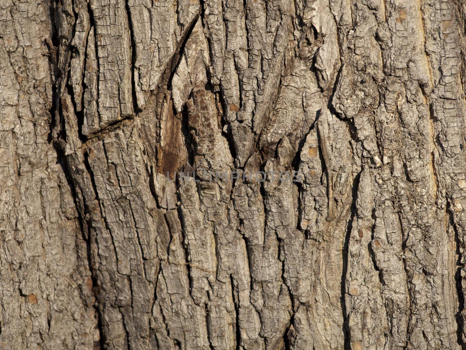 A wood texture. by jochenteschke9