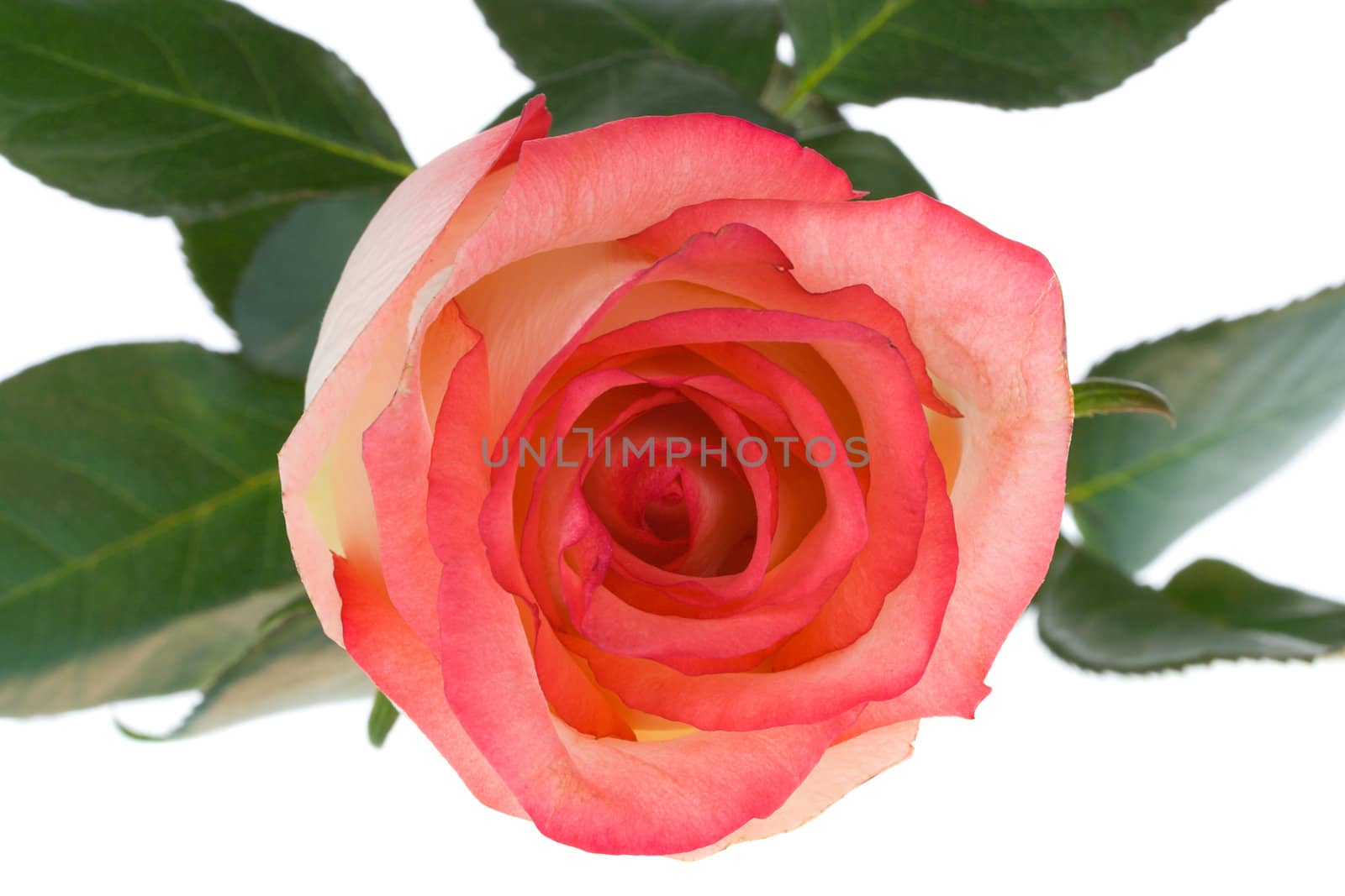 close-up pink and white rose, view from above, isolated
