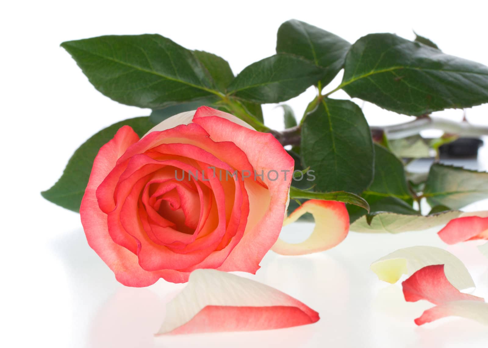 close-up pink and white rose with petals, isolated