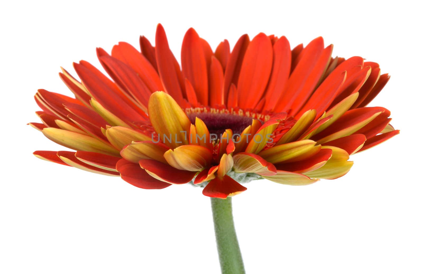 red gerbera flower, side view, isolated on white