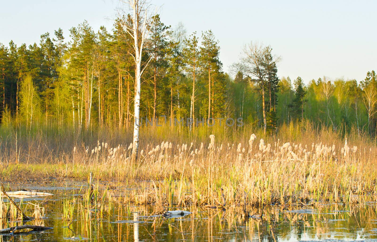 rushy swamp in forest, spring time