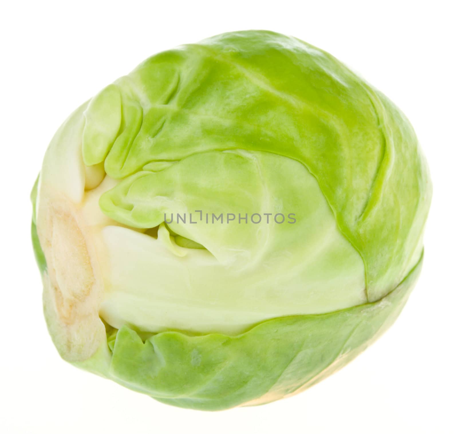 single brussels sprout by Alekcey