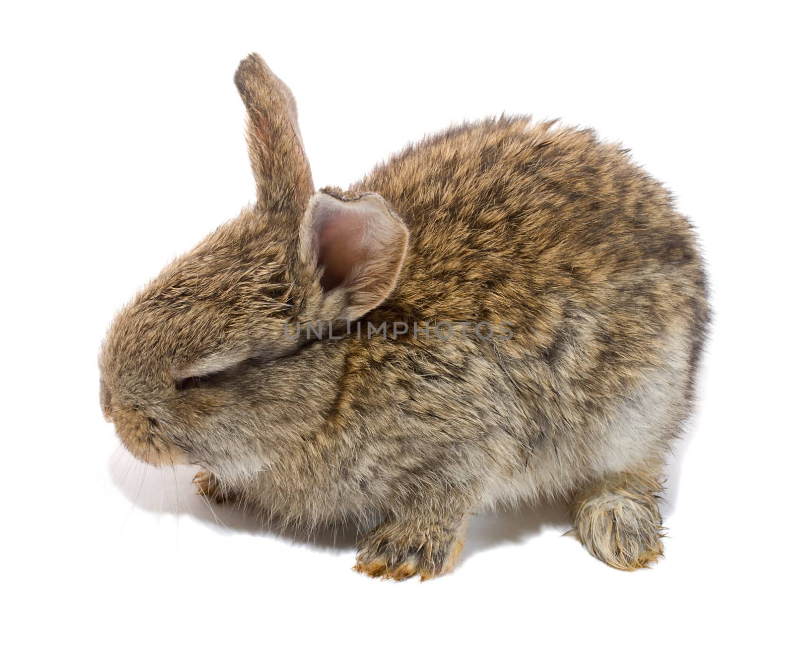 small bunny with closed eyes, isolated on white