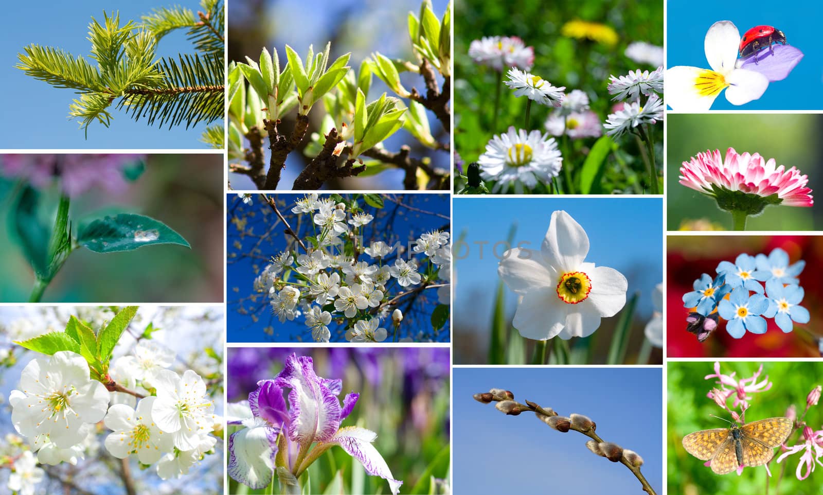 collection of spring flowers and plants