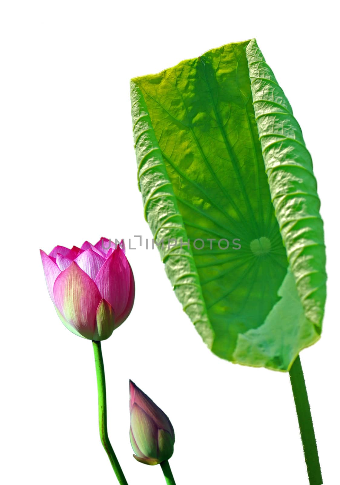 Lotus flower isolated on a white background