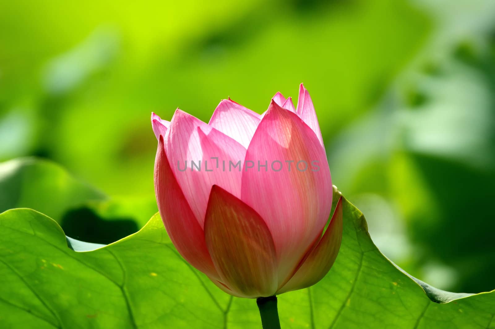 Lotus flower isolated on a green background Photo taken on: June, 2008