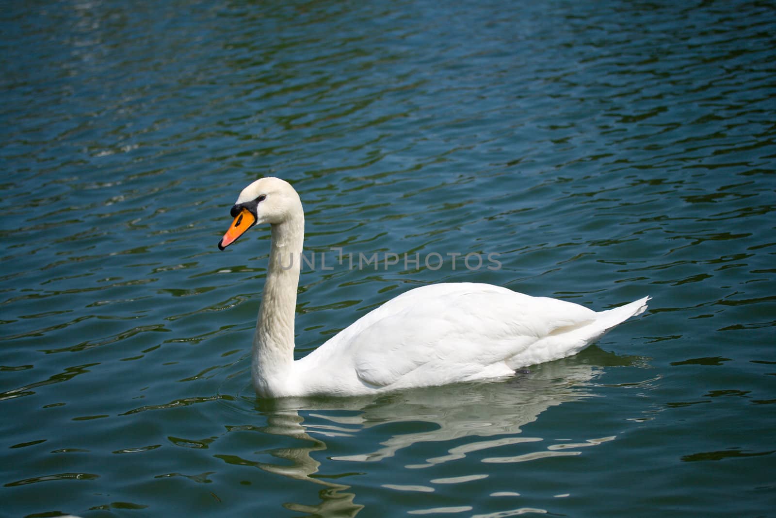 single swan swimming on lake