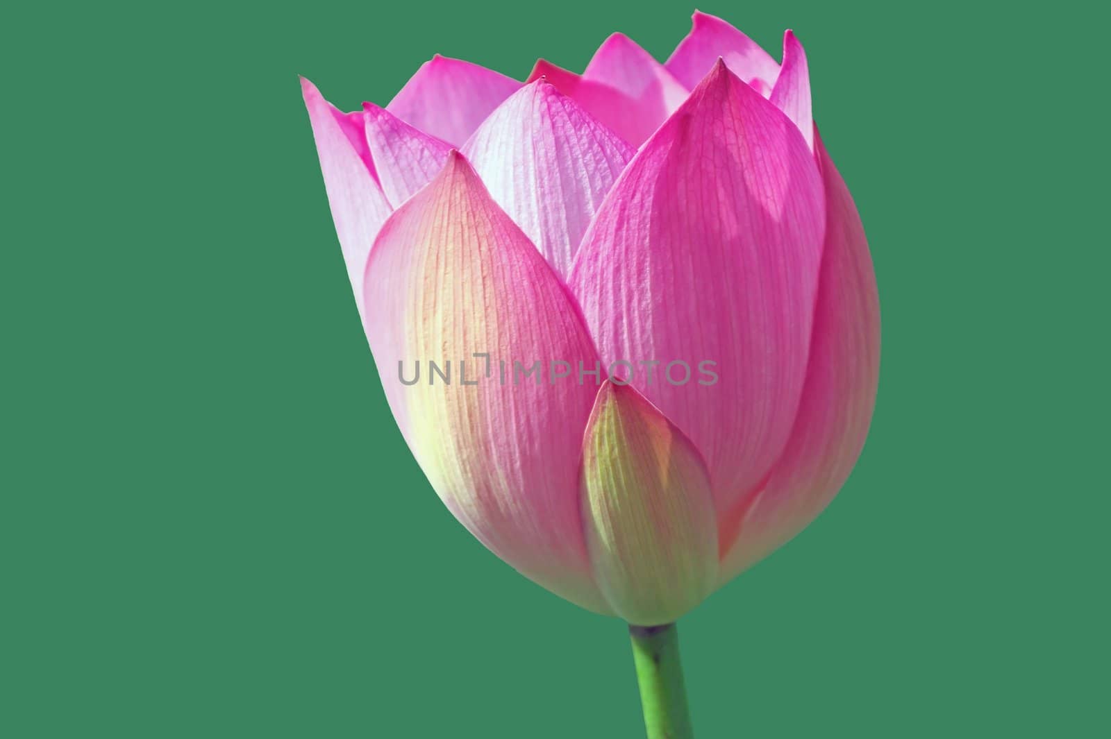 Lotus flower isolated on a green background Photo taken on: June, 2008