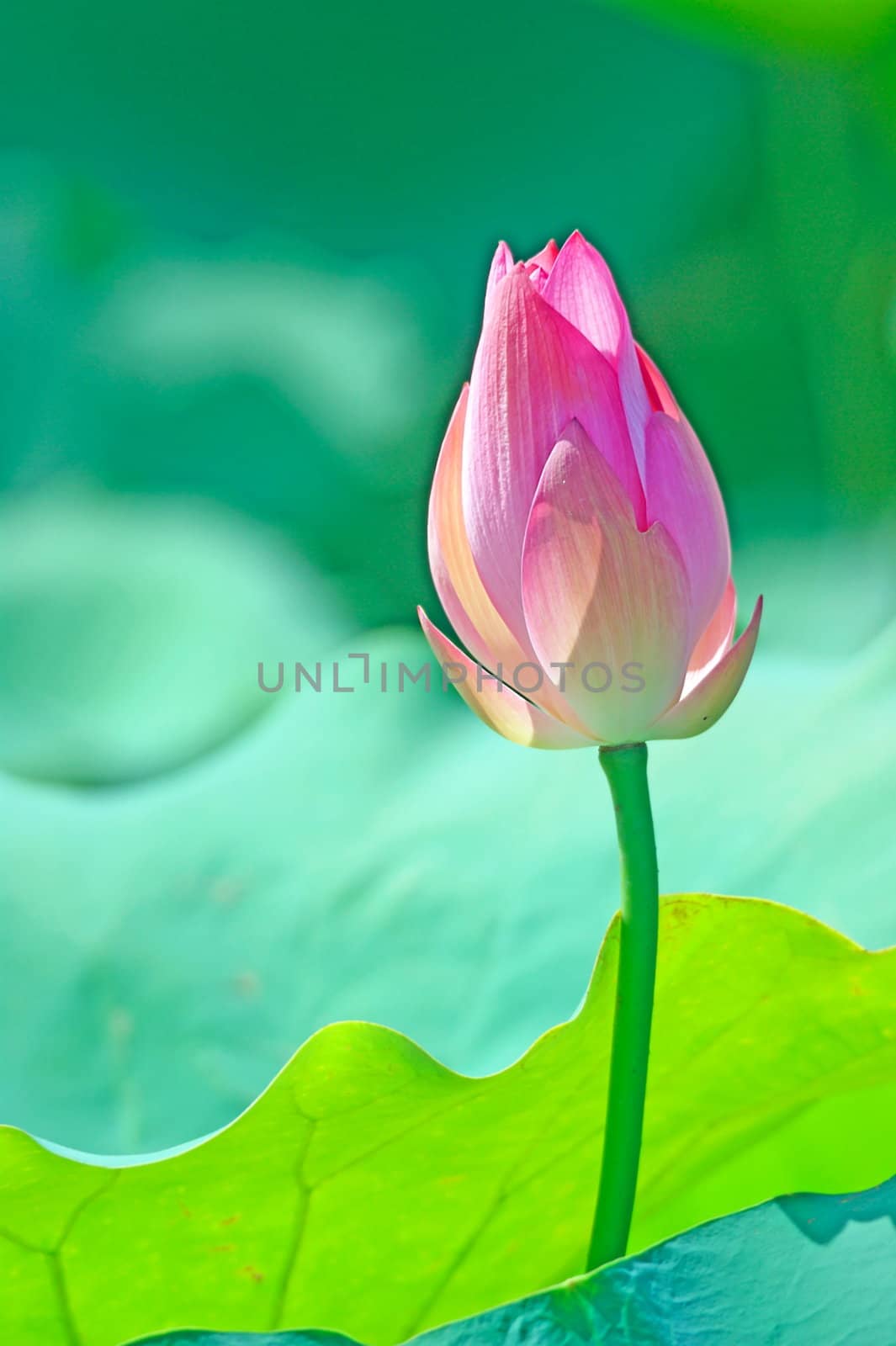 Lotus flower on a green background. Photo taken on: June, 2009