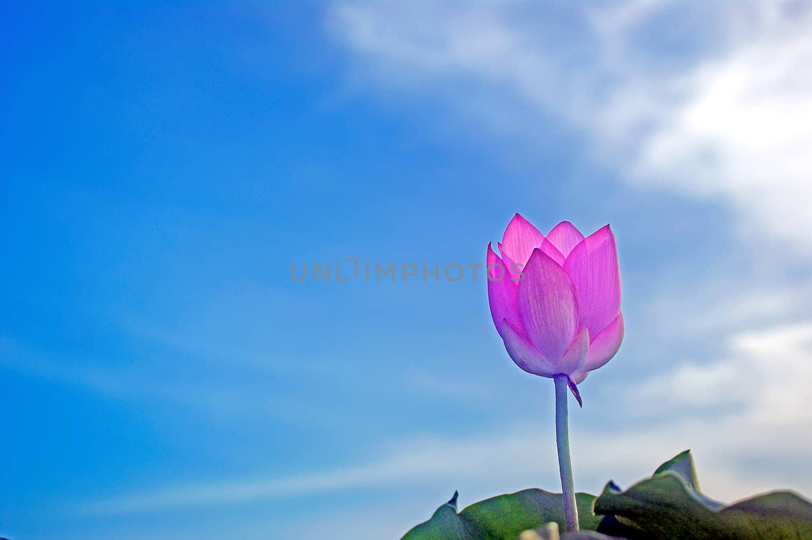 Lotus flower isolated on a blue background Photo taken on: June, 2008