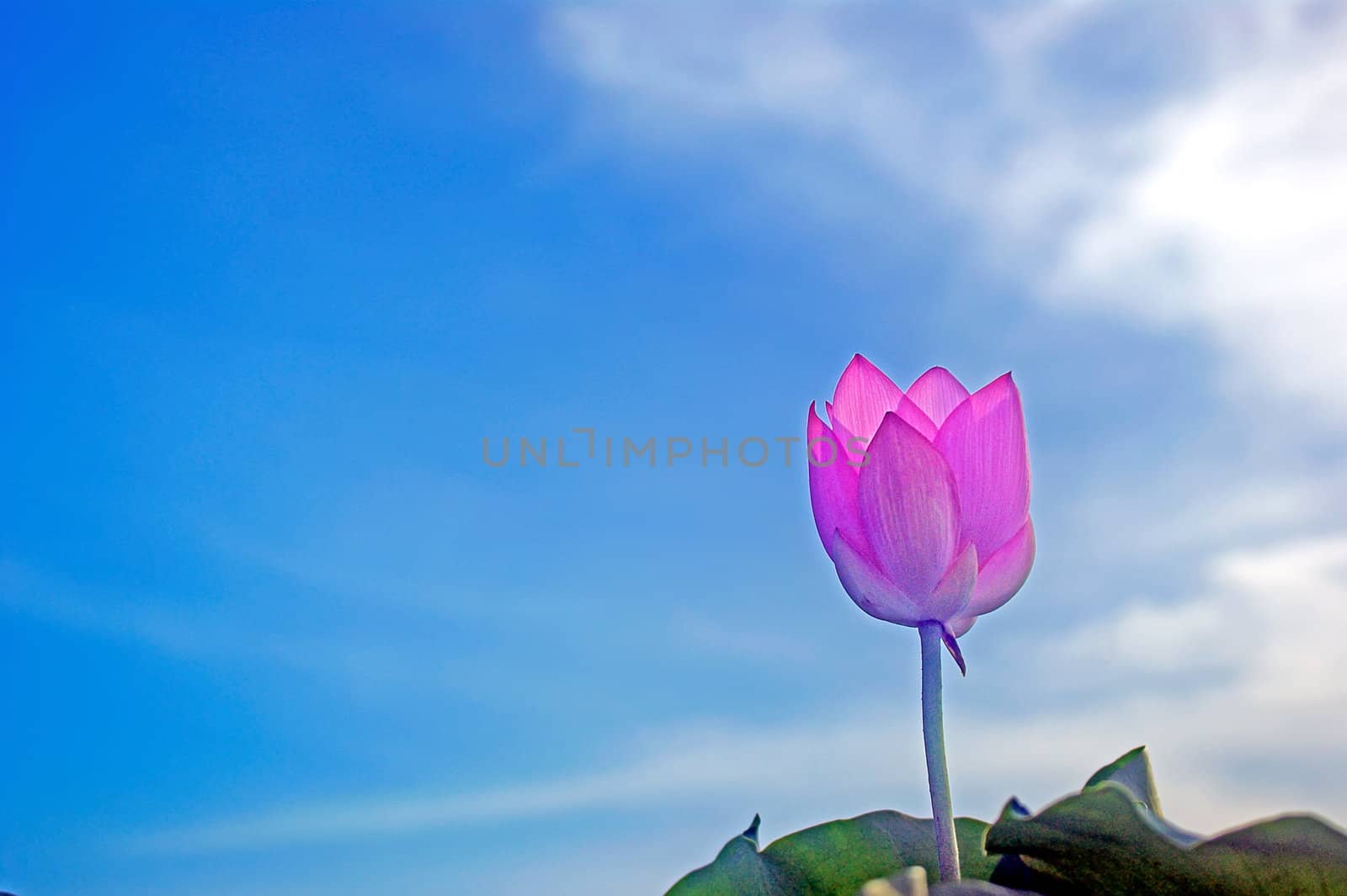 Lotus flower by xfdly5