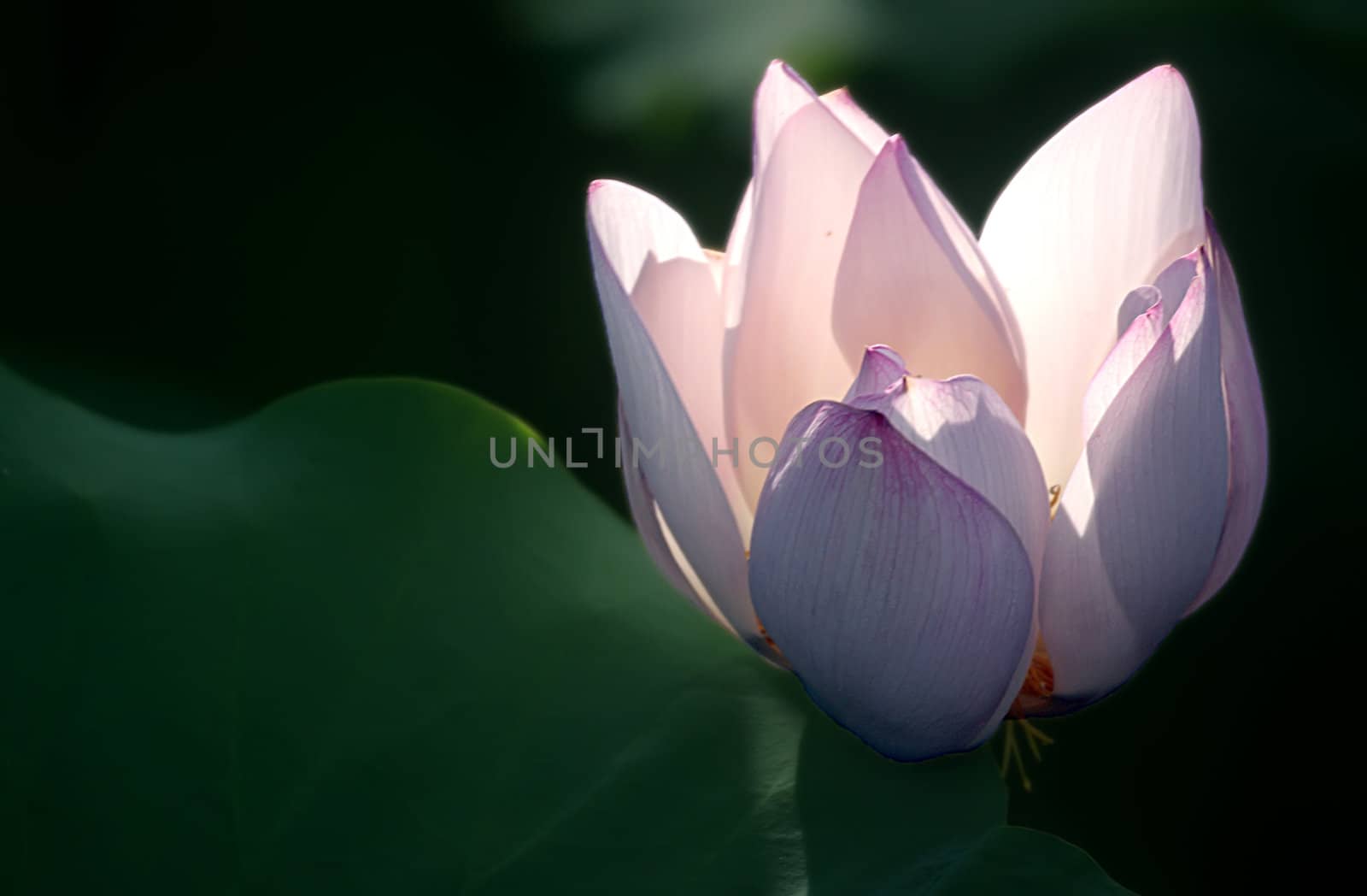 Lotus flower isolated on a black background Photo taken on: June, 2008