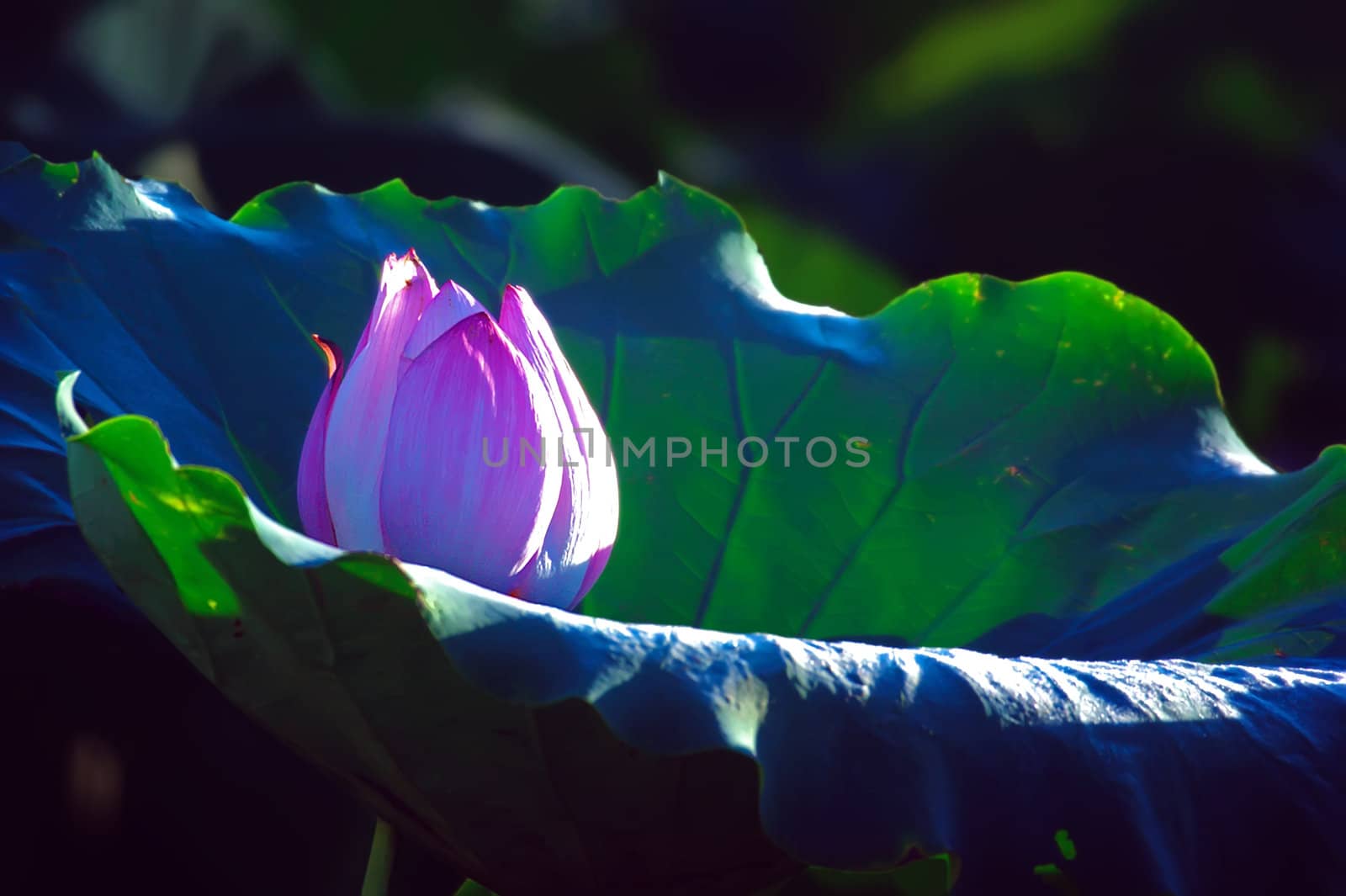 Lotus flower isolated on a black background Photo taken on: June, 2008