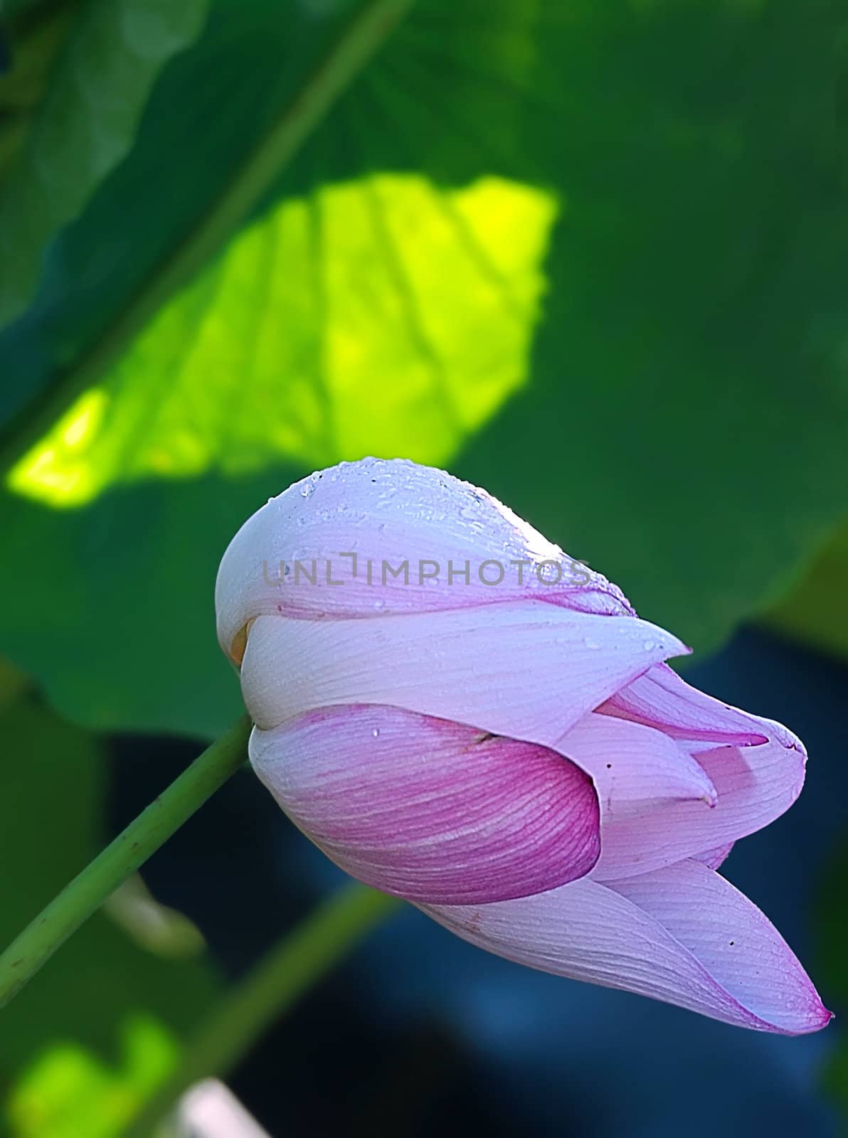 Lotus flower isolated on a black background Photo taken on: June, 2008