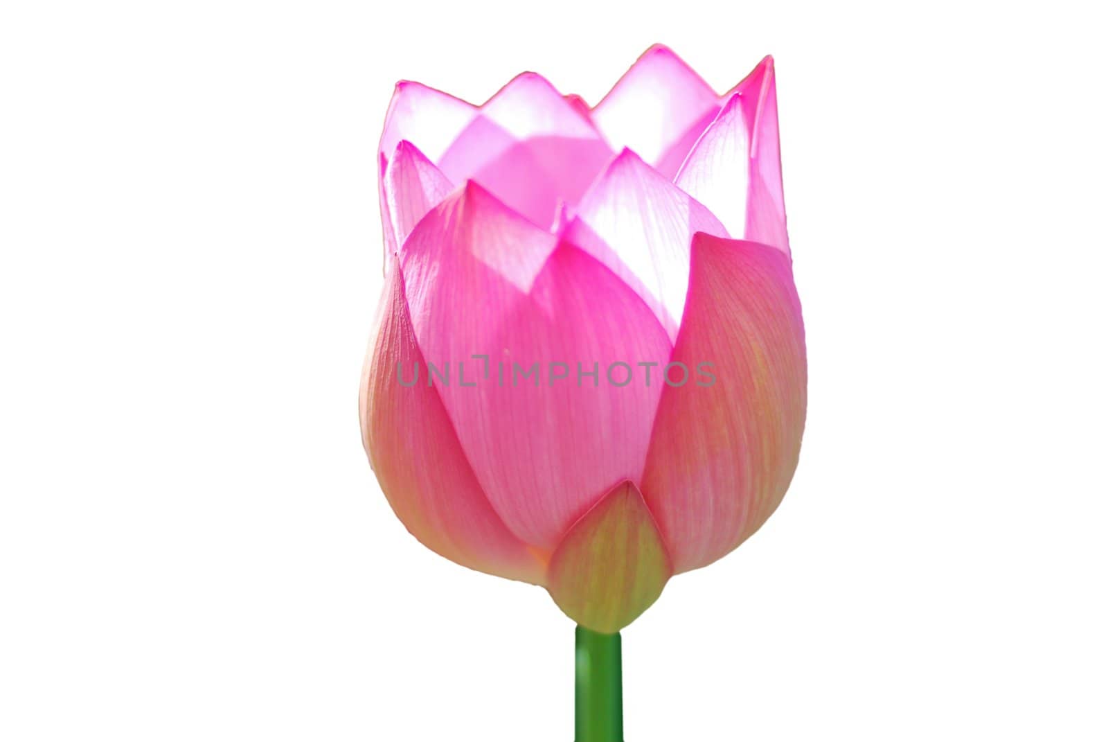 Lotus flower isolated on a white background Photo taken on: June, 2008