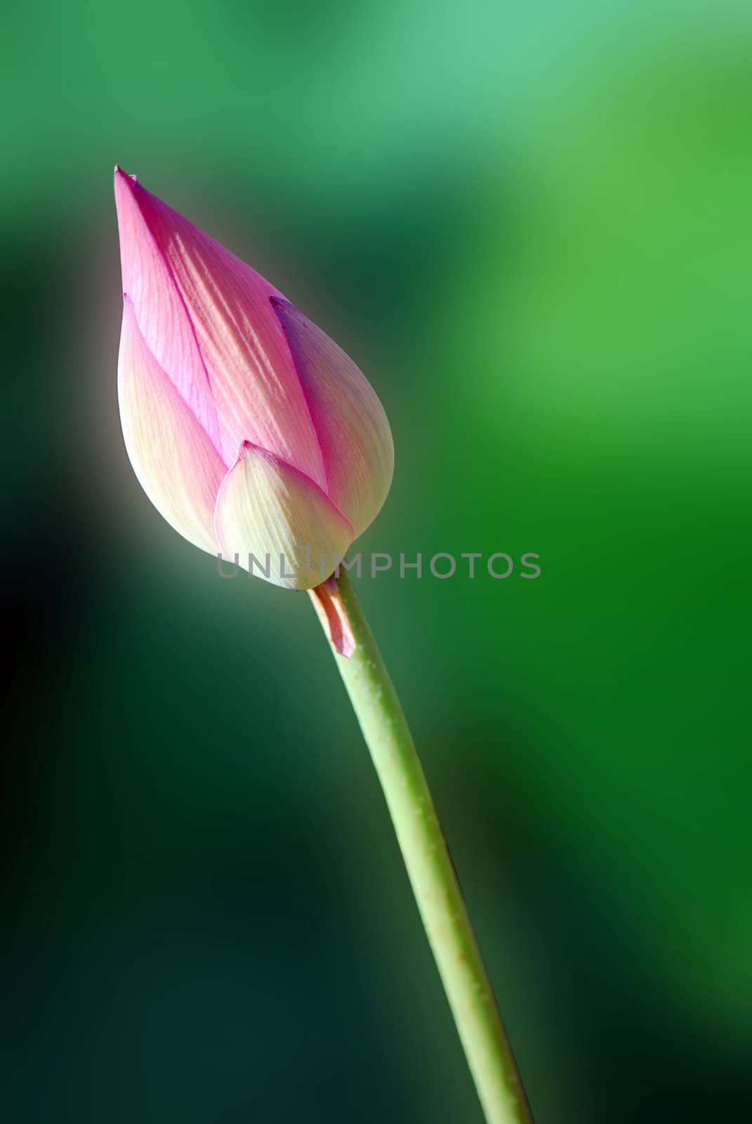 Lotus flower isolated on a green background Photo taken on: June, 2008