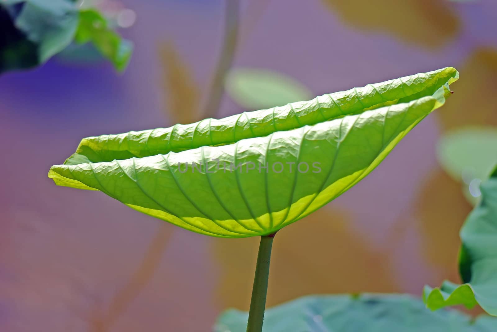 Lotus leaf isolated on a green background Photo taken on: June, 2008