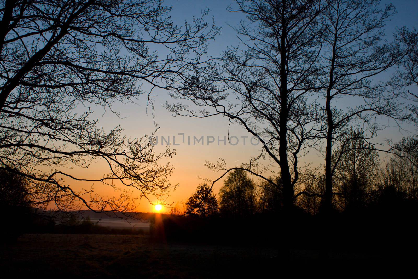 trees silhouette at dawn by Alekcey