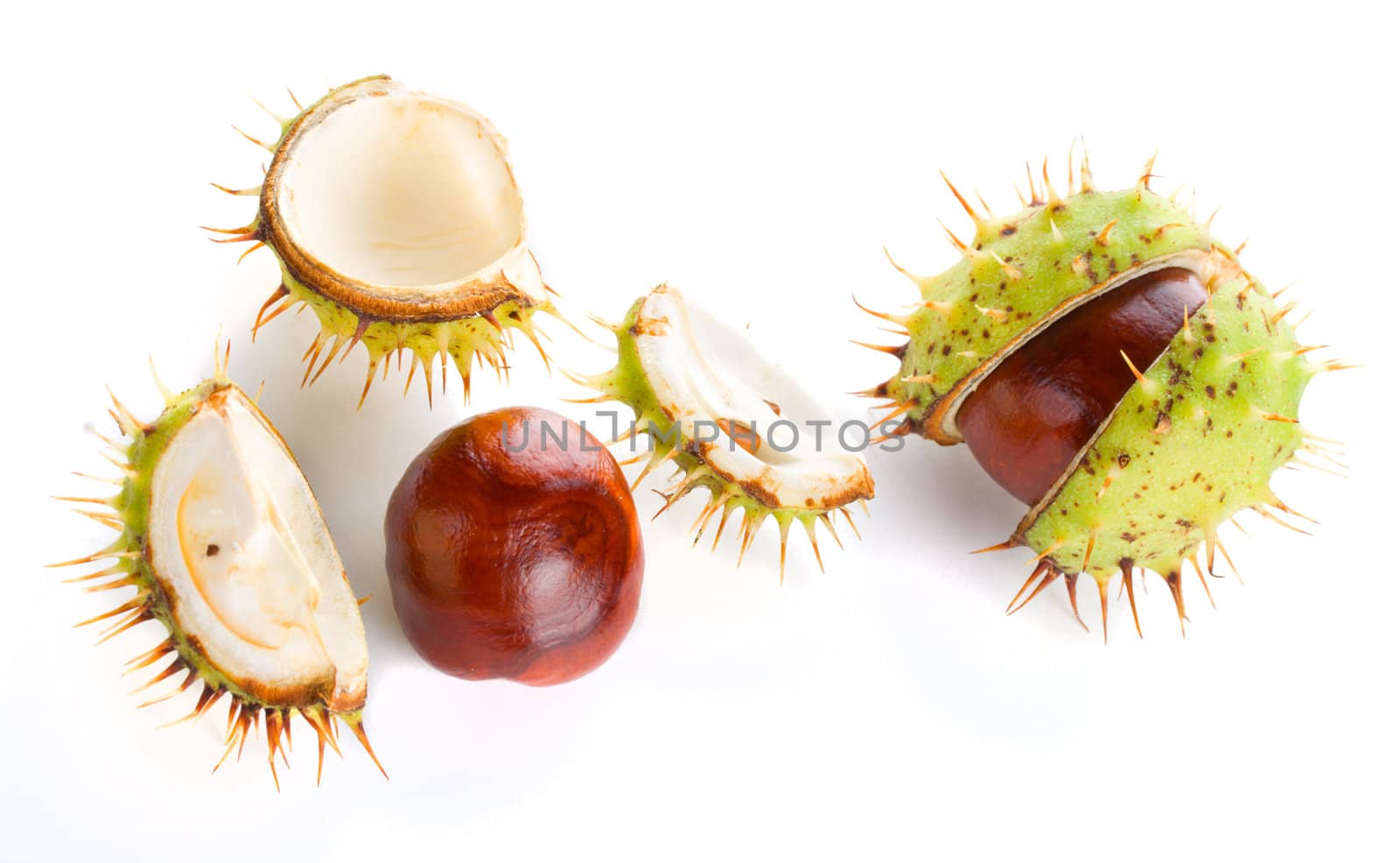 close-up two autumn shaken chestnuts, isolated on white