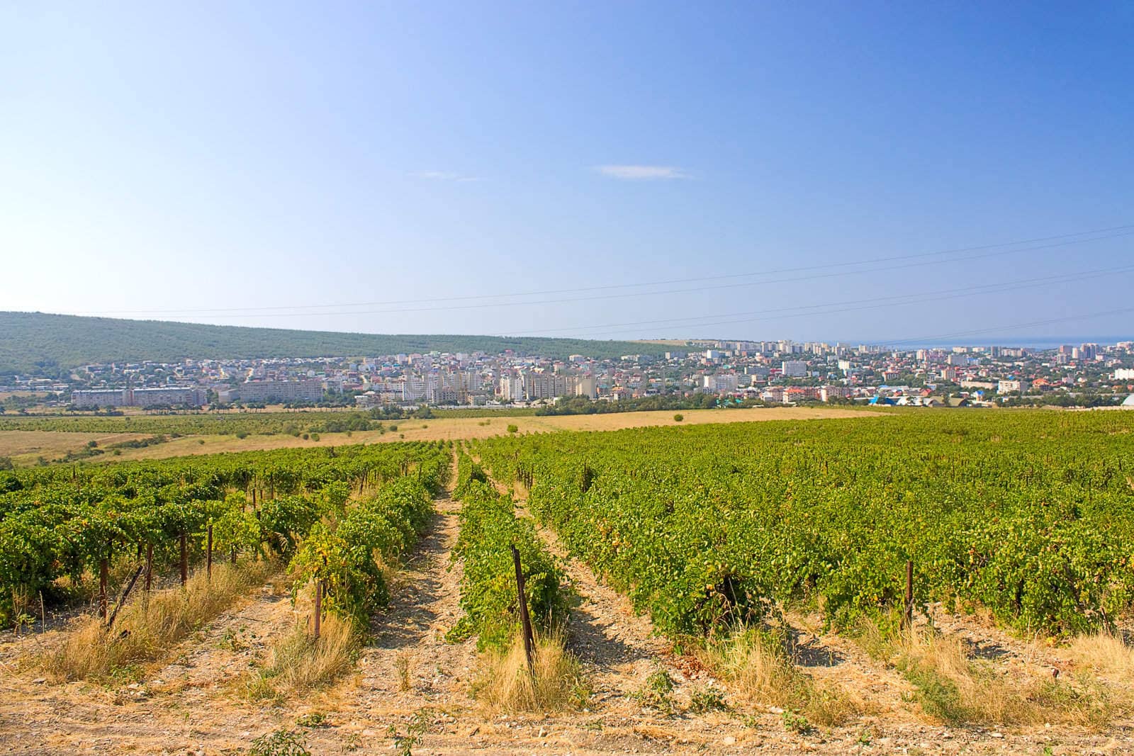 Vineyards in background city, Krasnodar Region.Russia.