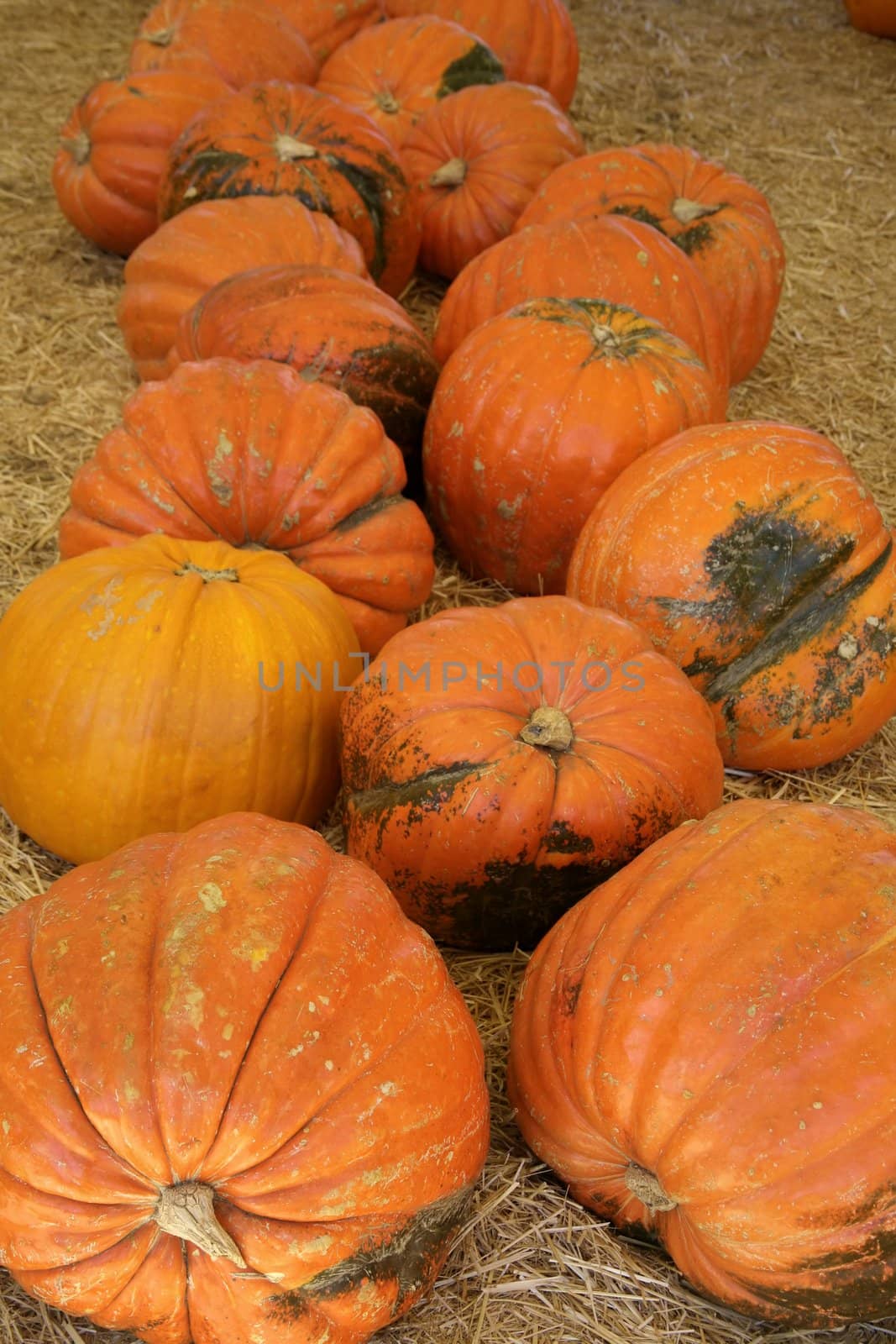 Extremely large pumpkins ready for either Halloween or Thanksgiving