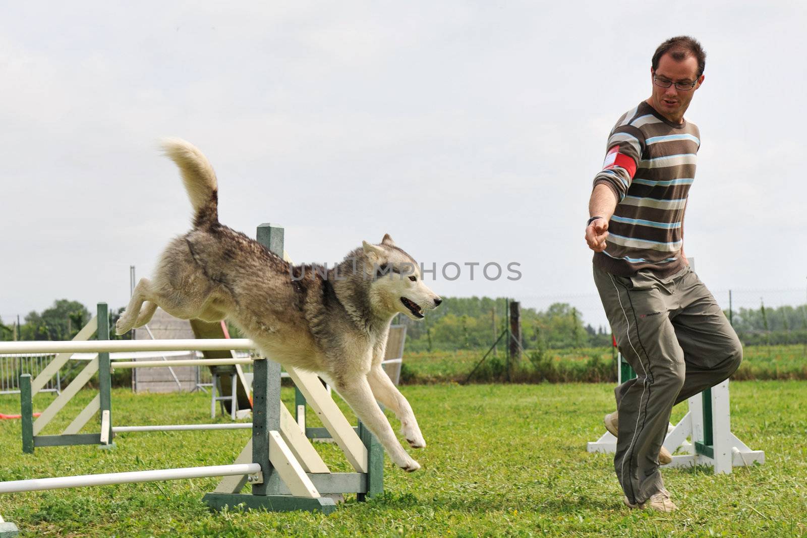 siberian husky and man in a competition of agility