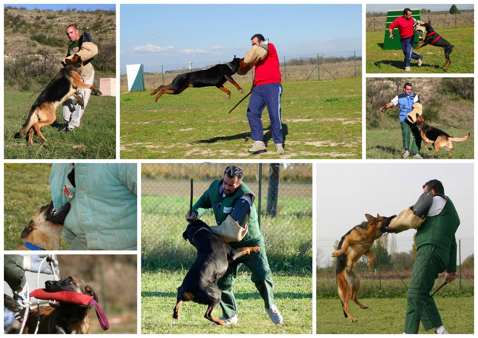 The figurant training police dogs. Attack to a sleeve