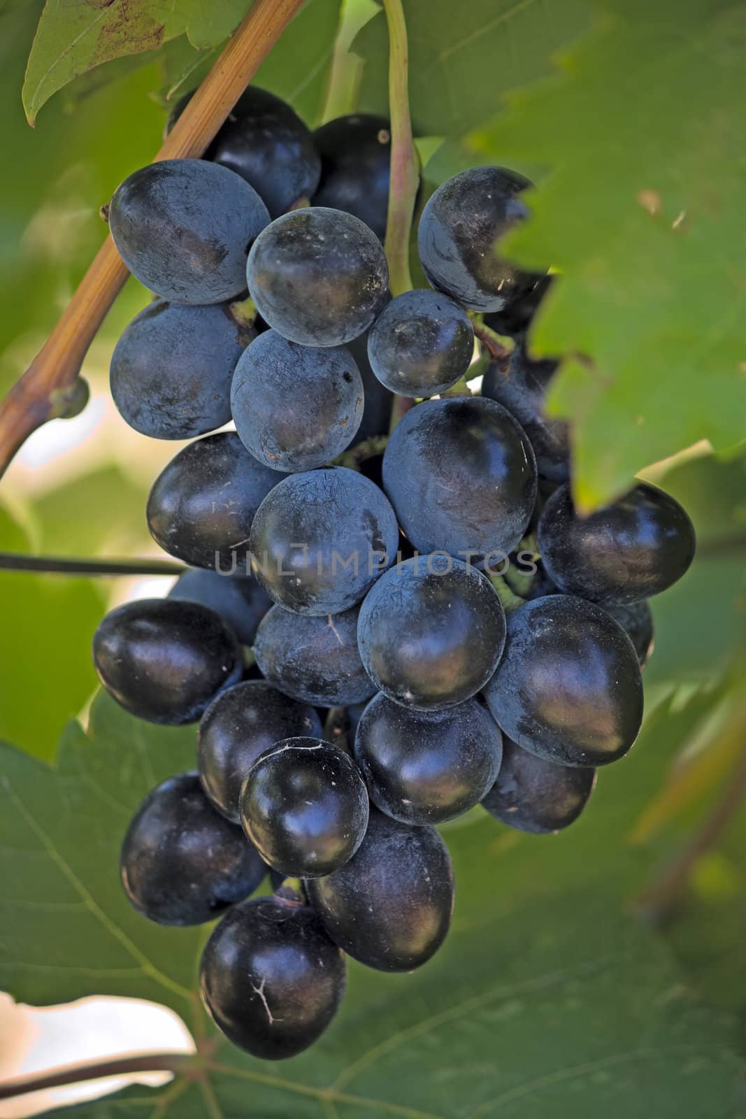 Cluster grapes by zhannaprokopeva