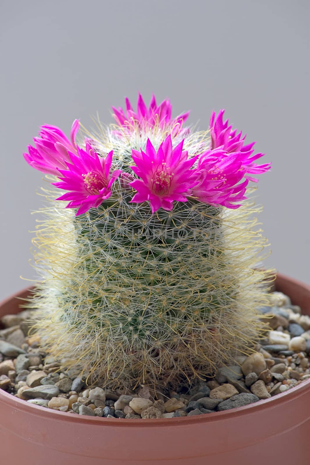 Cactus with blossoms on  dark background (Mammillaria).Image with shallow depth of field.