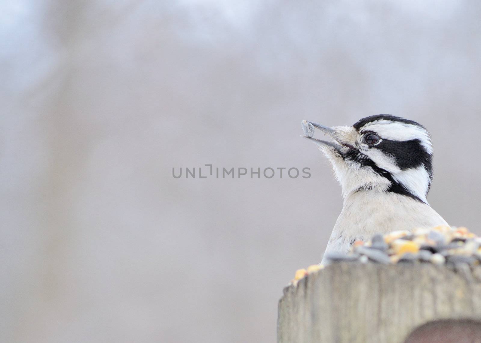A female downy woodpecker perched on a post eating bird seed.
