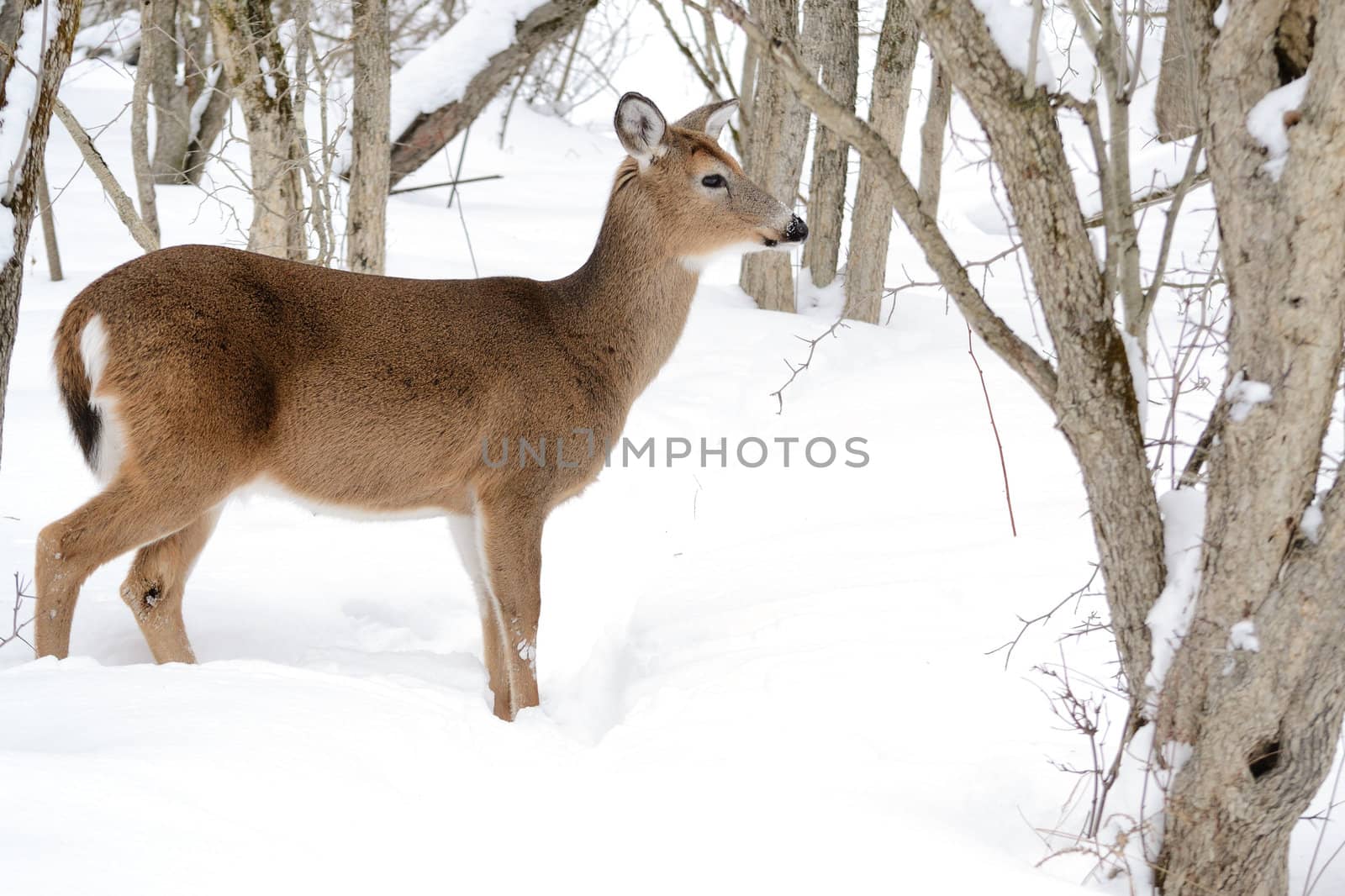 Whitetail deer doe standing in the woods in winter snow.