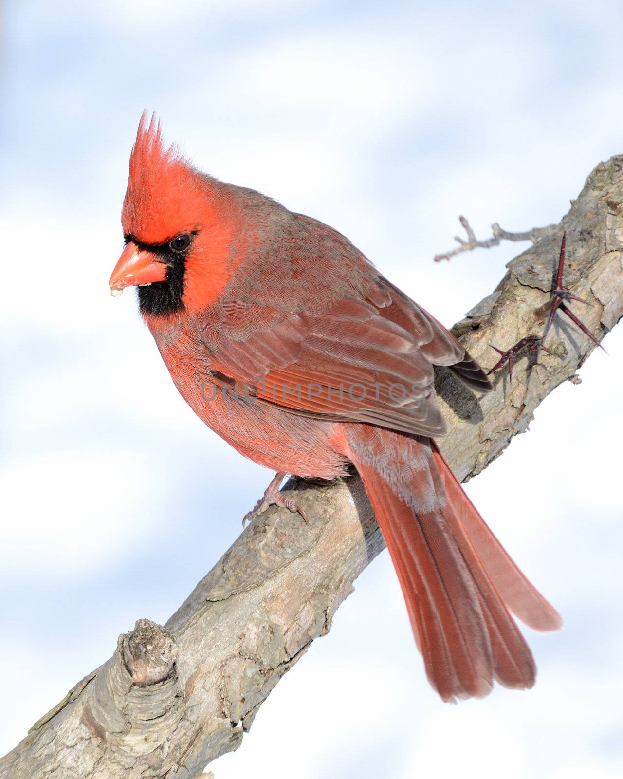 A male cardinal perched on a tree branch.