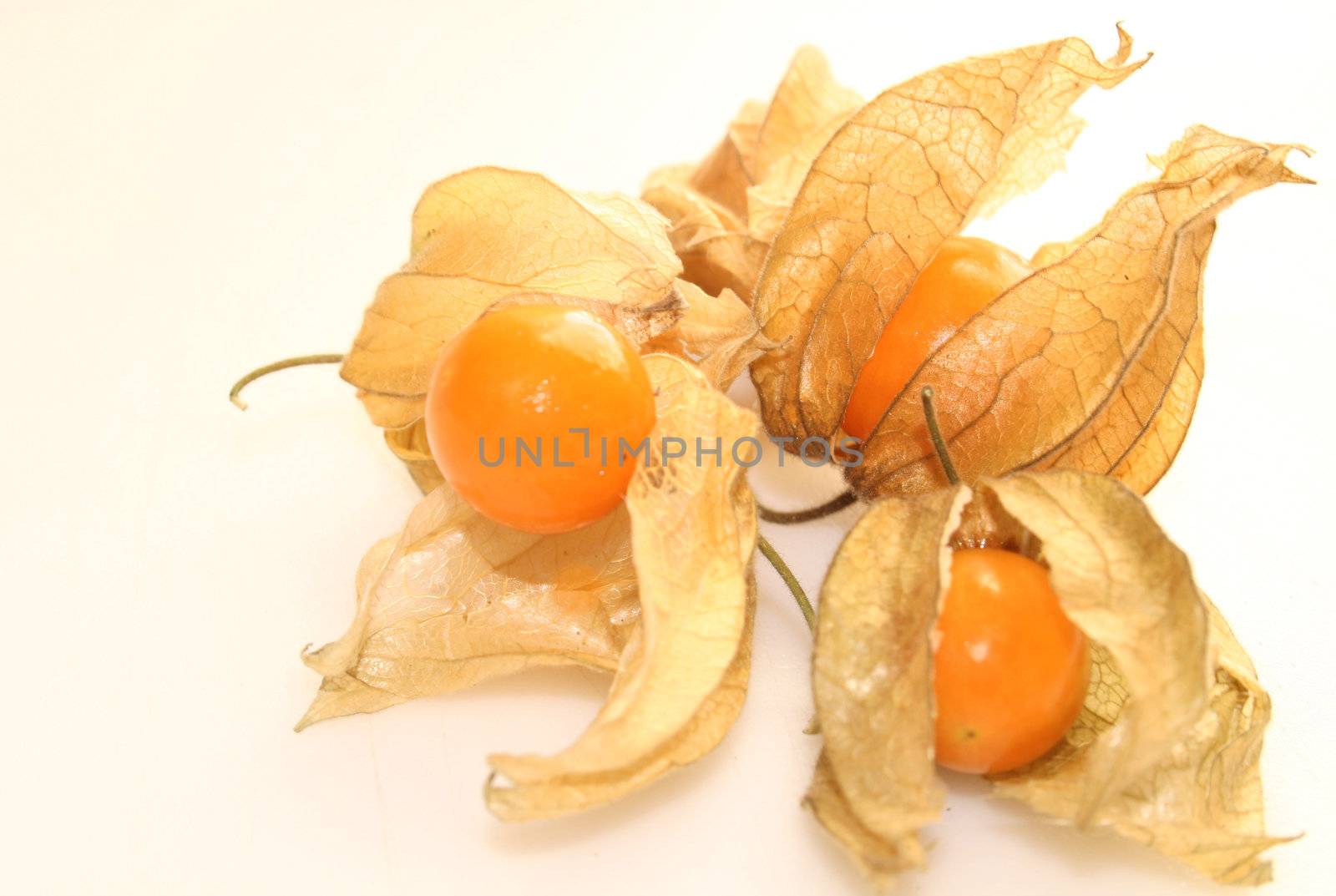 physalis fruit by leafy