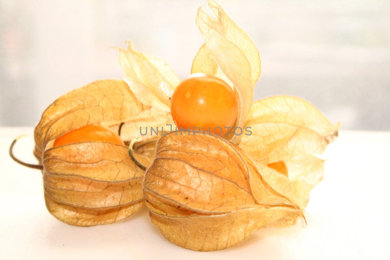 physalis fruit by leafy