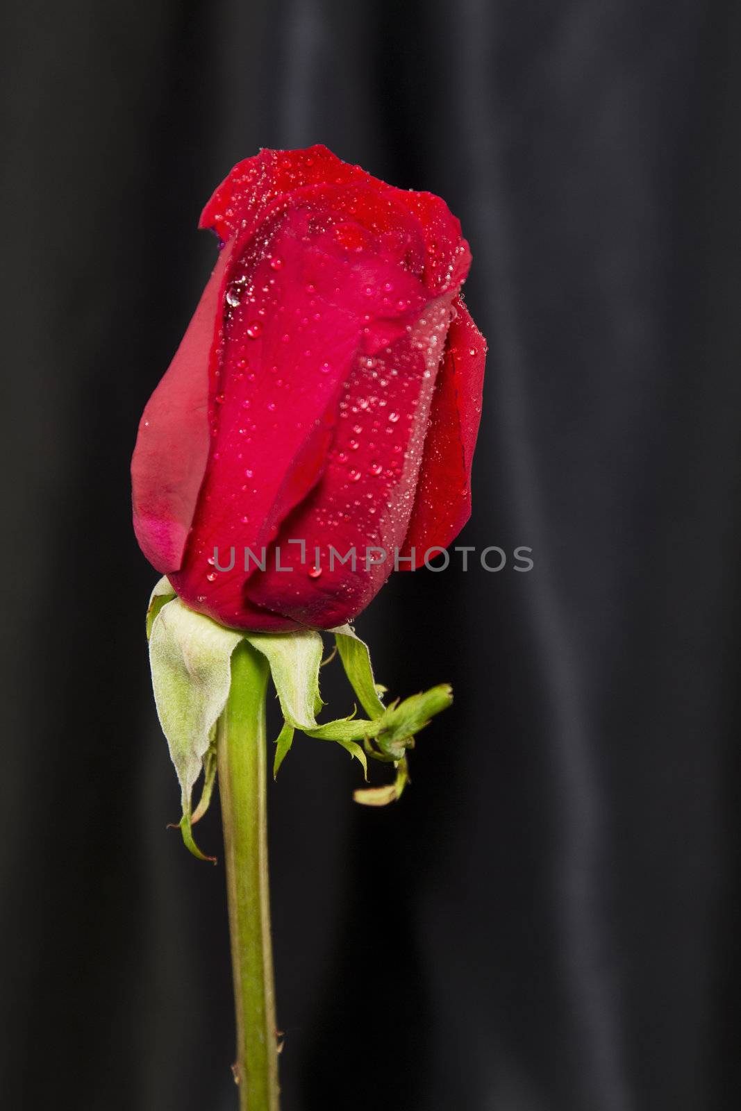 A red rose with water drops against flowing, black satin