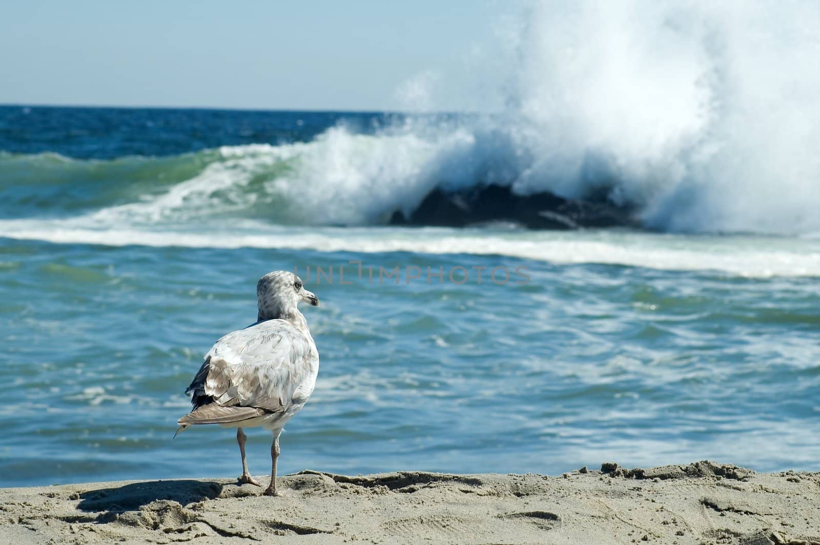 small seagull looking at a wave on a sandy coastline