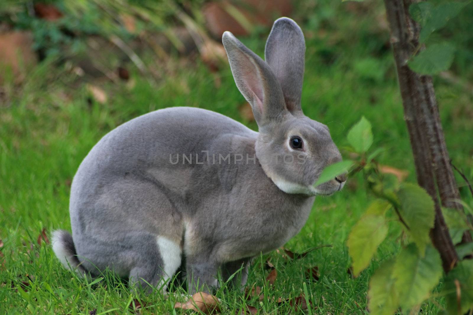 grey bunny by leafy