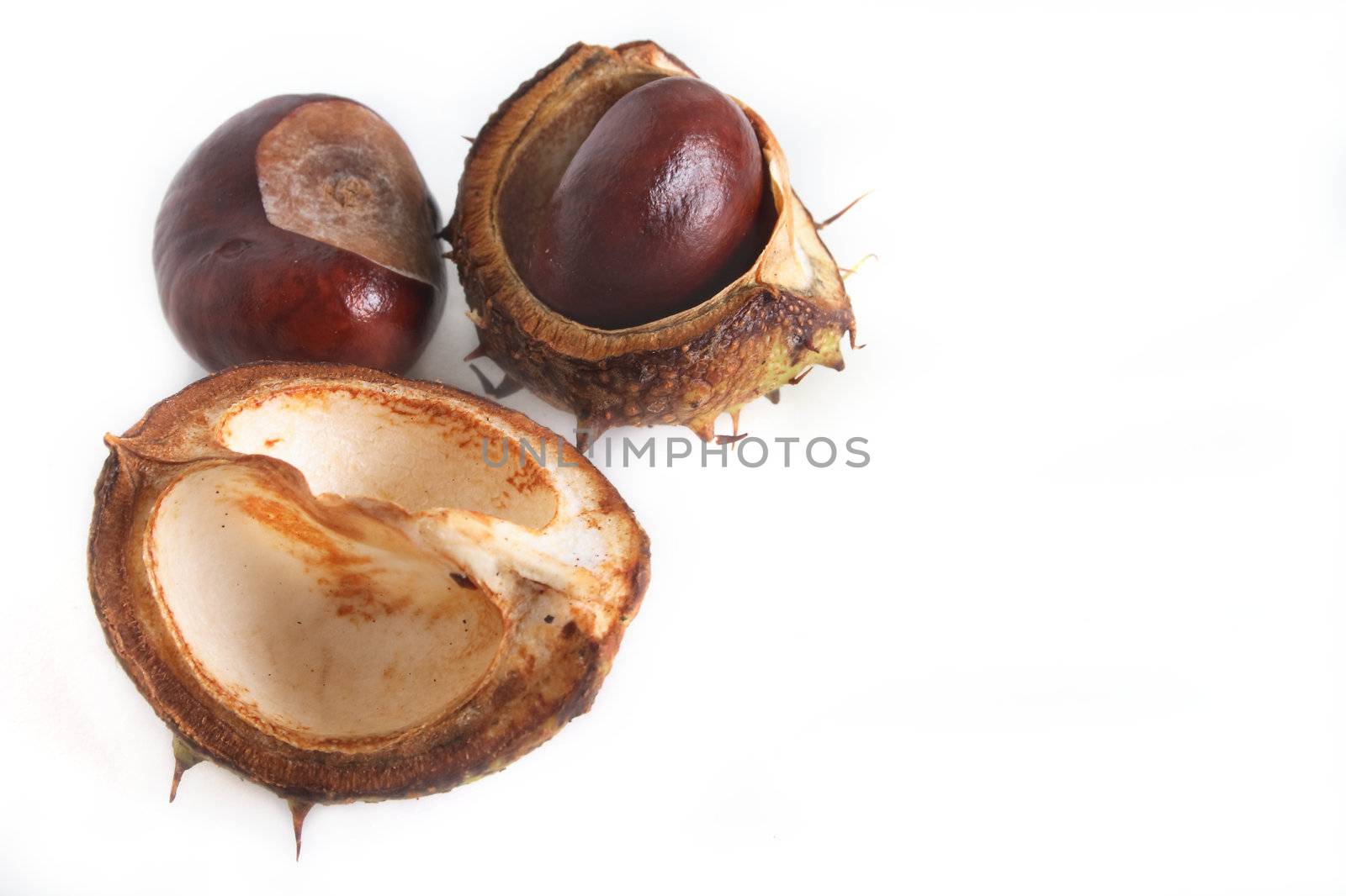 conkers and there shells over a light background