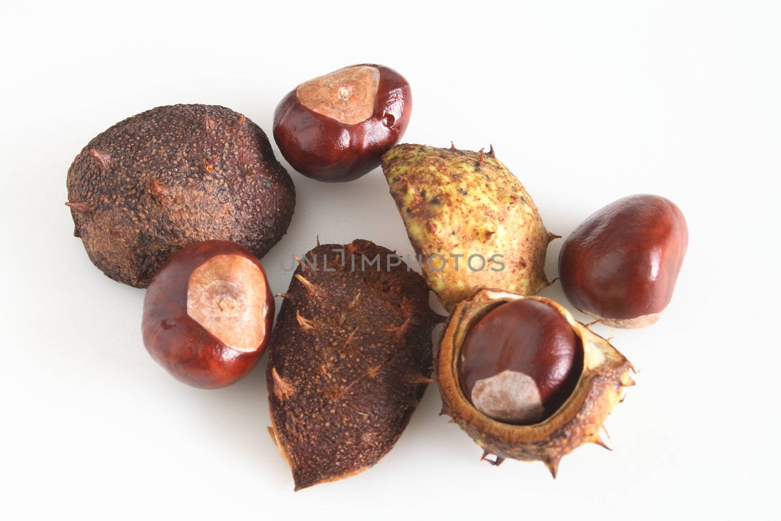 conkers and there shells over a light background