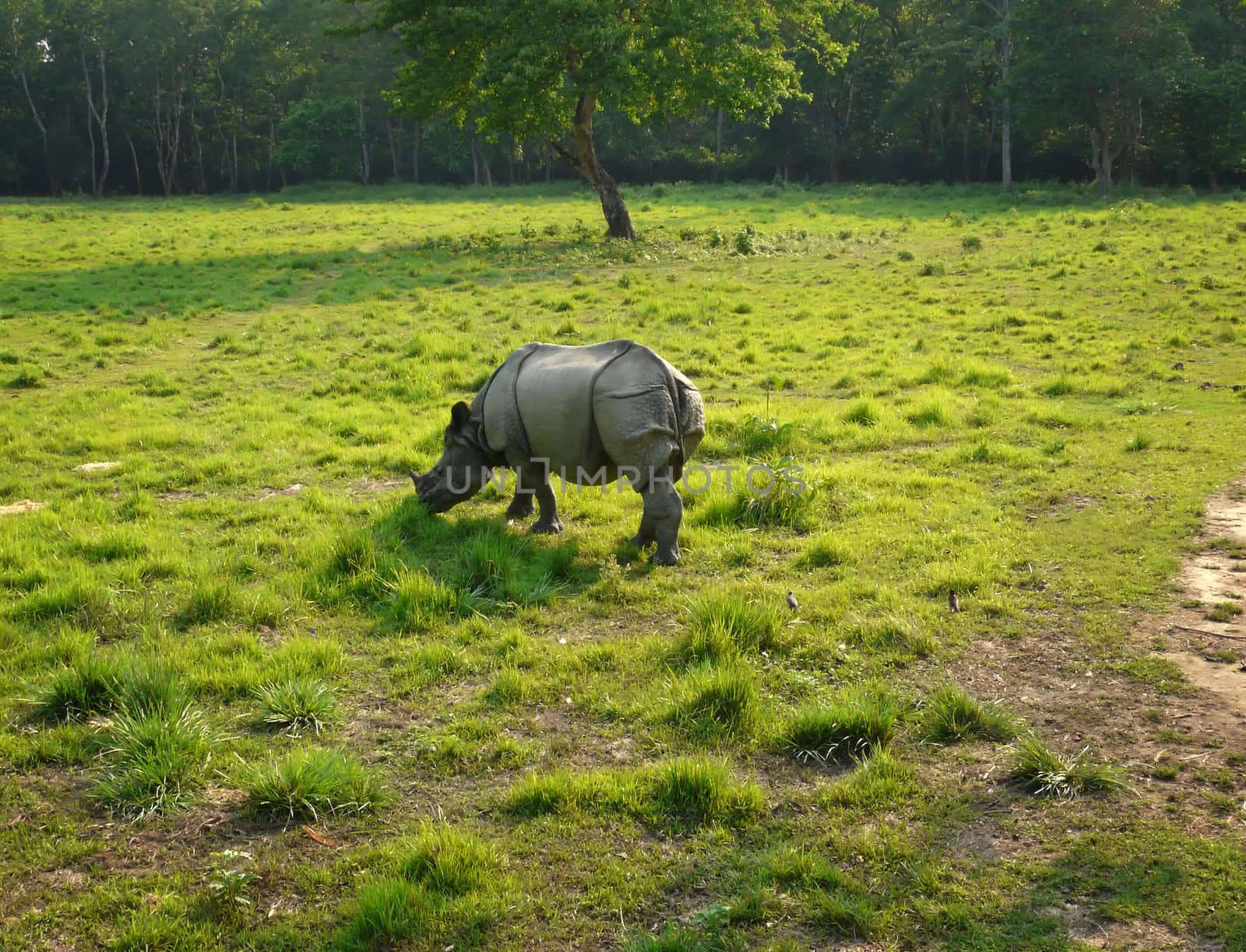 Greater asian one-horned rhinoceros grazing.