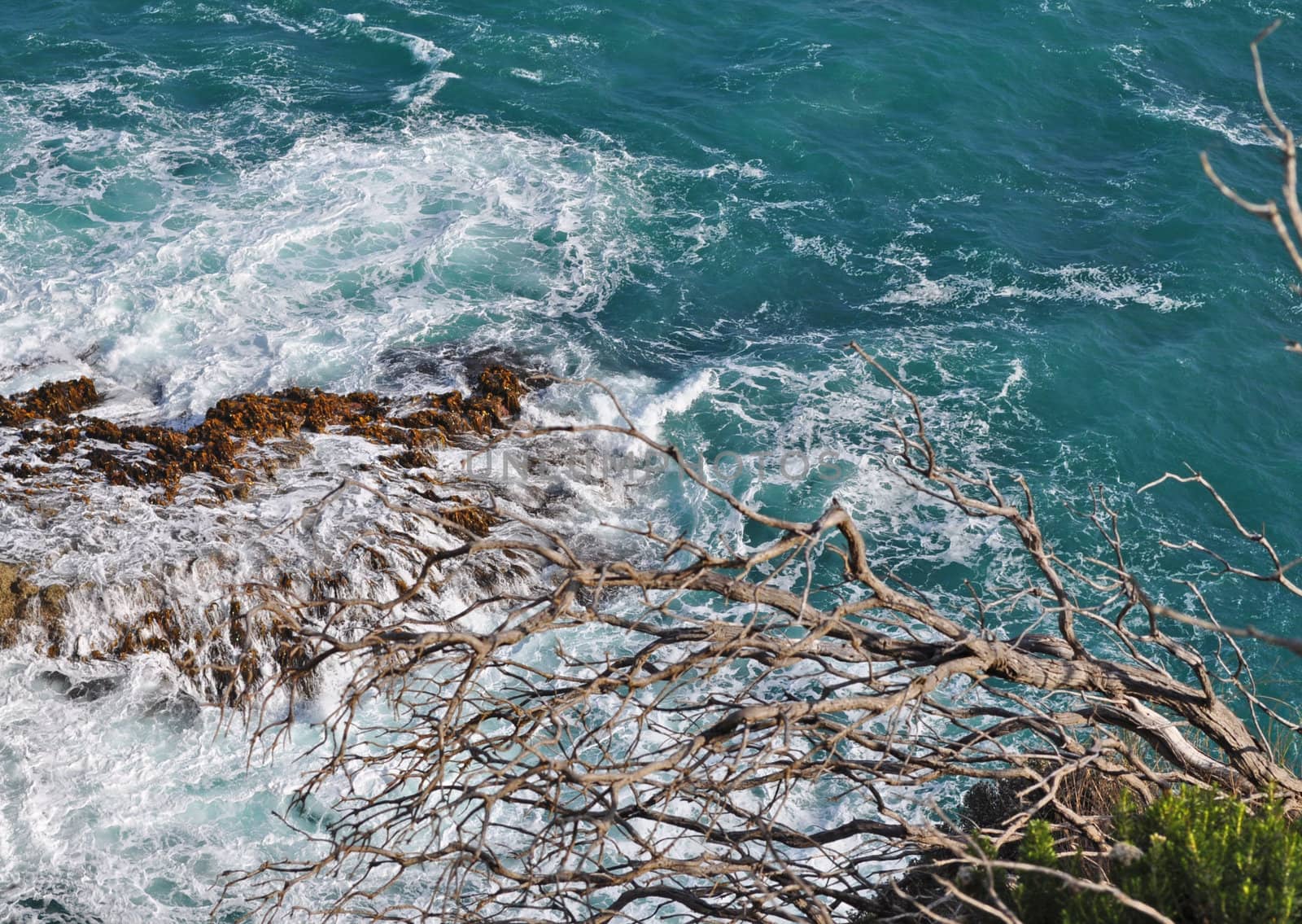 Old tree branch with Big ocean waves background by dimkadimon